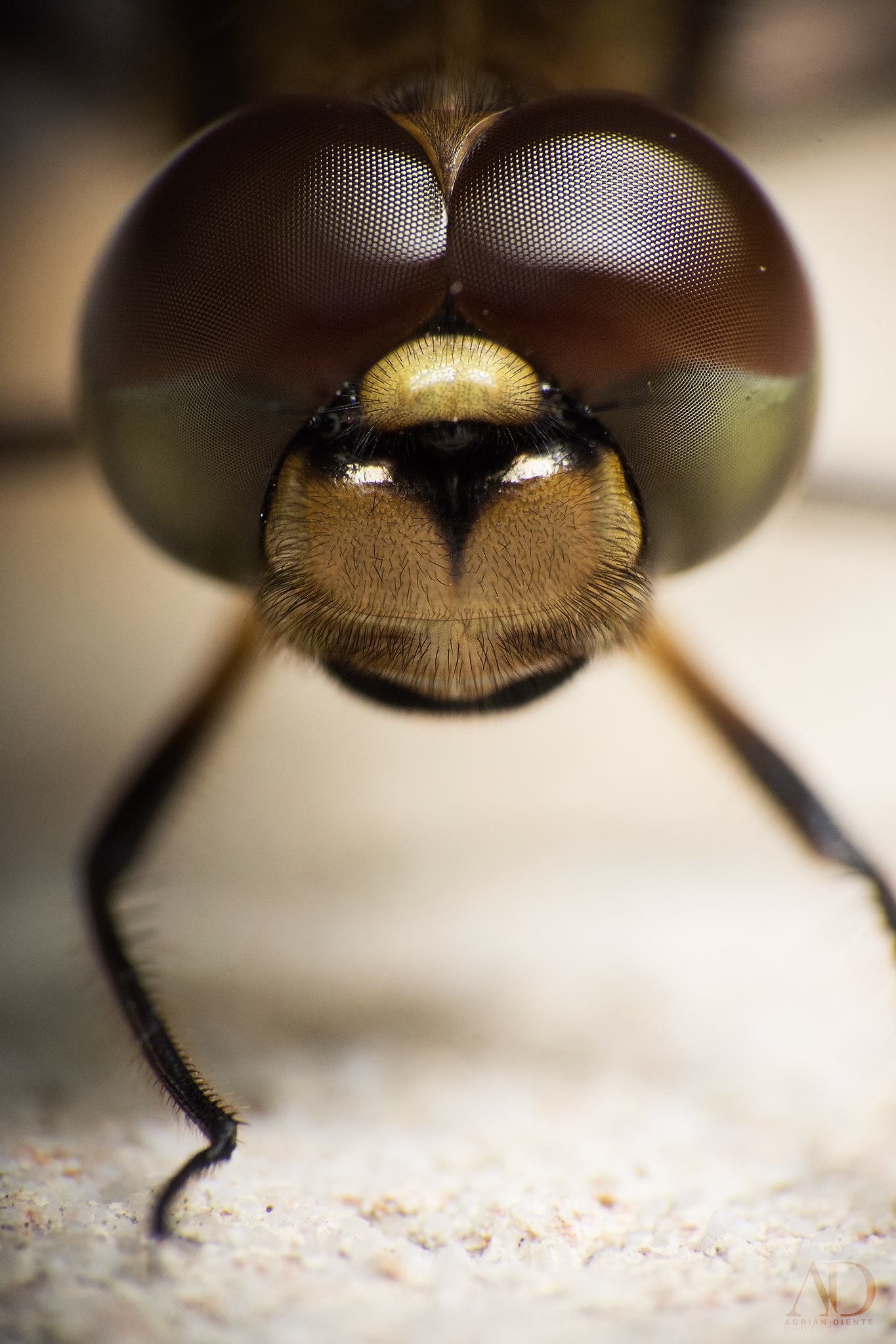 Macro photograph of a dragonfly perched on a stem against a soft green background.